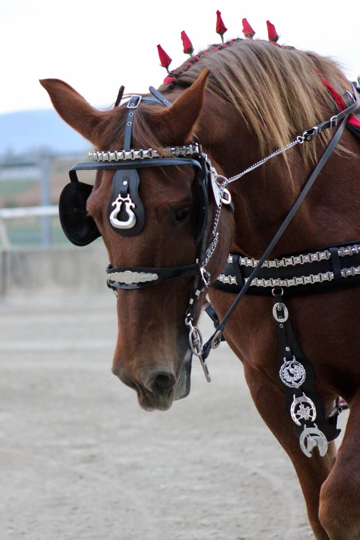 Stitch 'n Hitch harness shop Nylon Biothane Harness